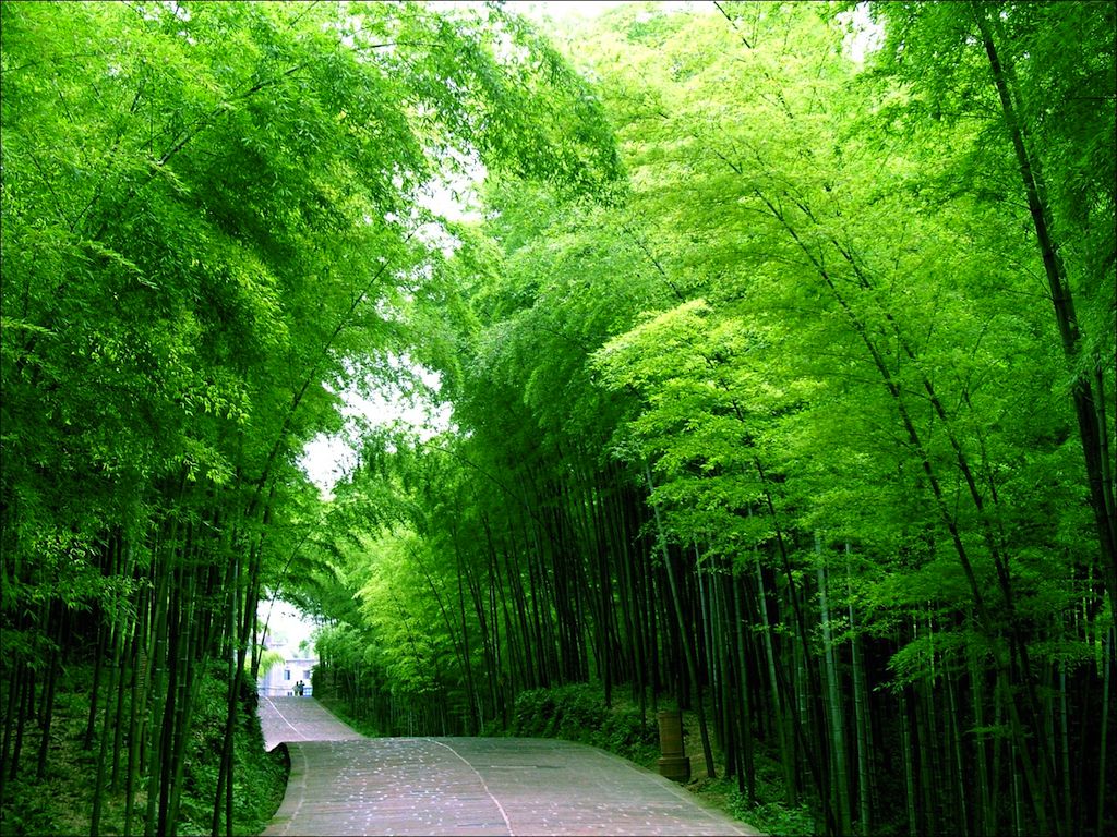 bamboo_sea_south_sichuan
