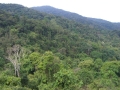 sipsongpanna_tropical_forest