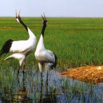 Top 6 Swamps/Wetlands in China w. Google Earth Links