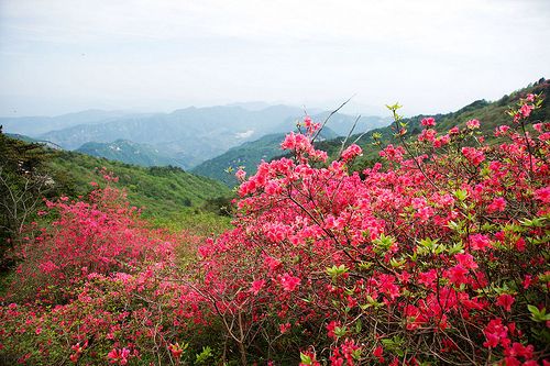 Red Flowers Blooming All Over the Mountain